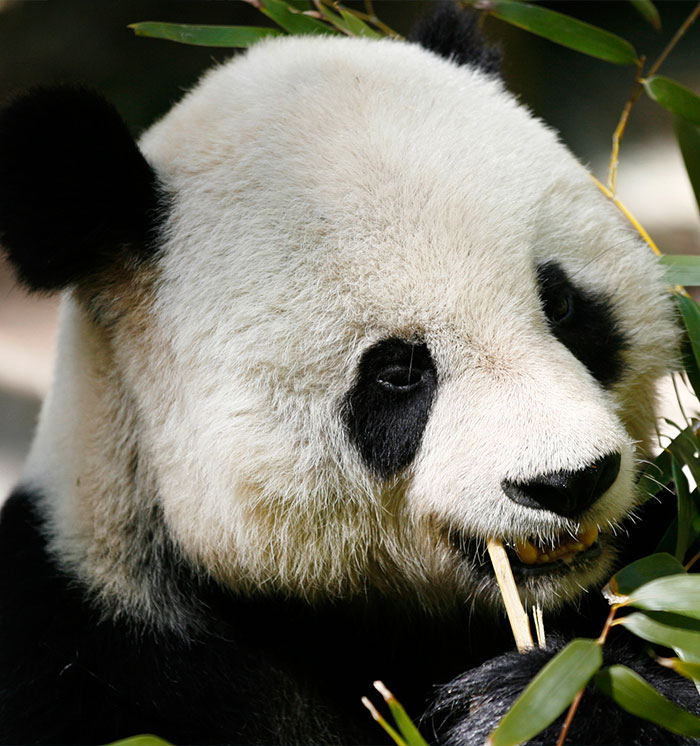 San Diego Zoo: Animal Exhibits, Attractions, and Tours San Diego Zoo: Animal Exhibits, Attractions, and Tours