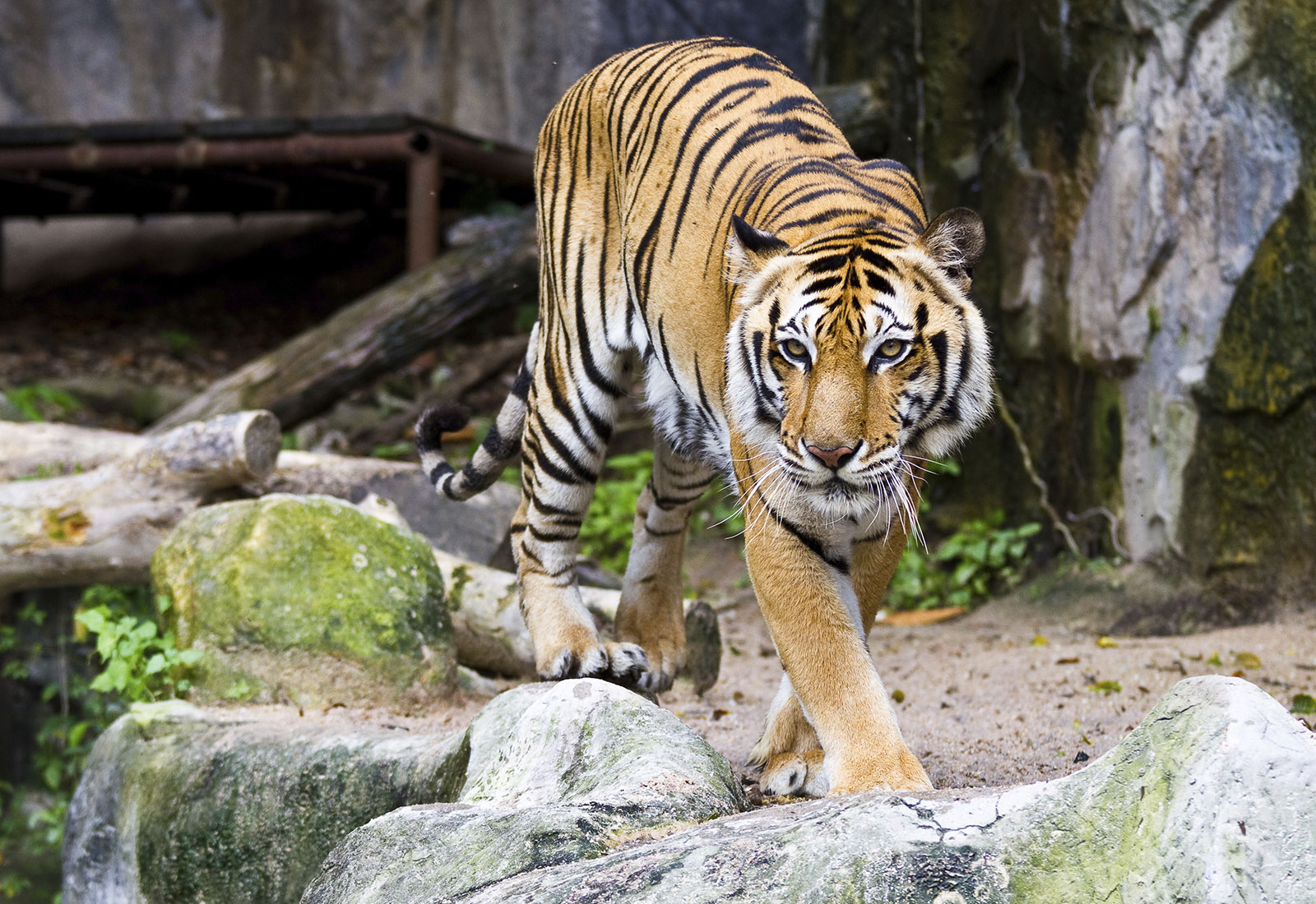 San Diego Zoo: Animal Exhibits, Attractions, and Tours
